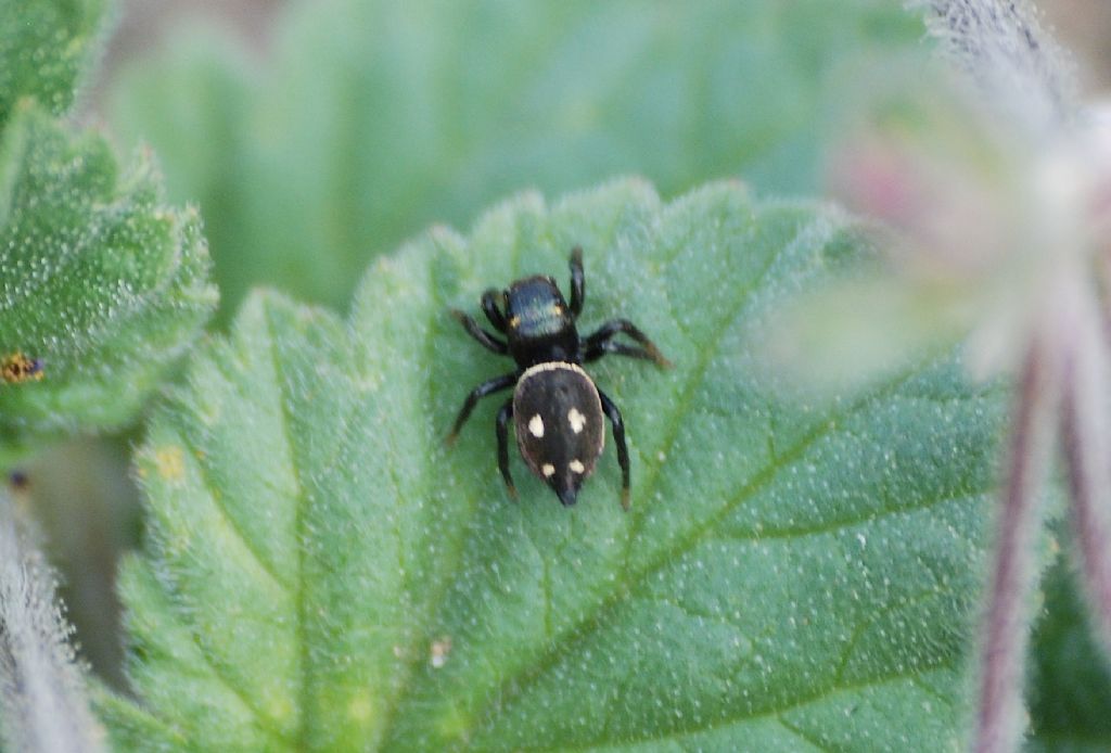 Heliophanus cf. apiatus - Roma (RM)